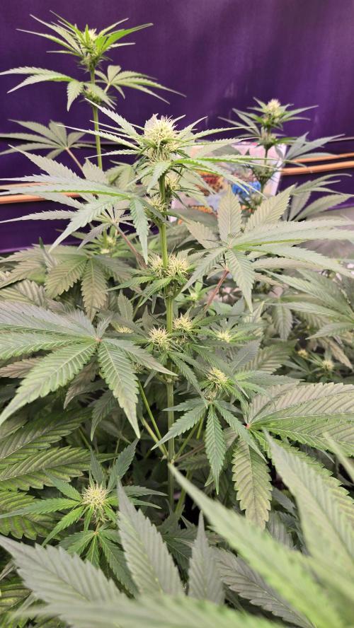 BananaCherryCookiesAuto. Week 5