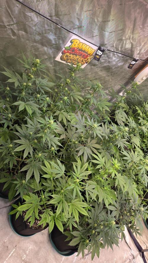 BananaCherryCookiesAuto. Week 5