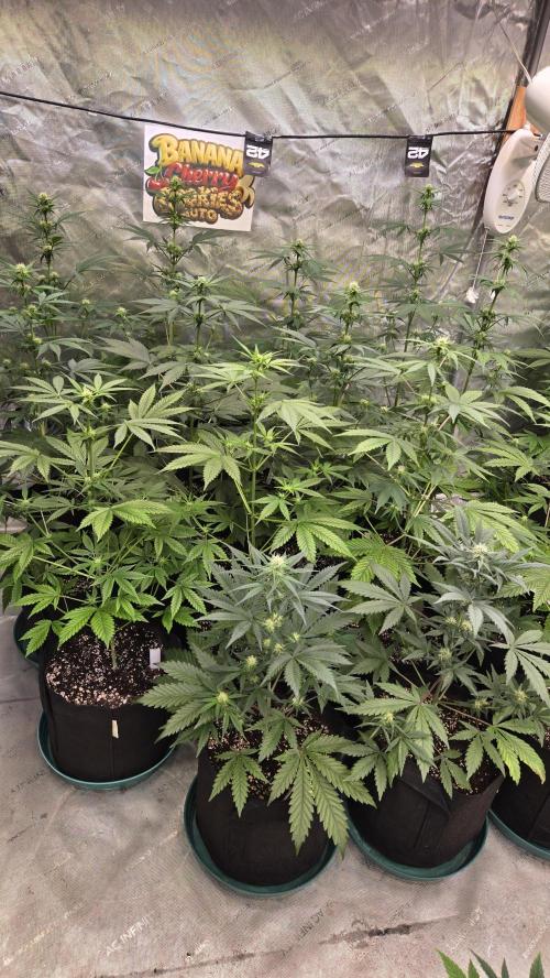 BananaCherryCookiesAuto. Week 5