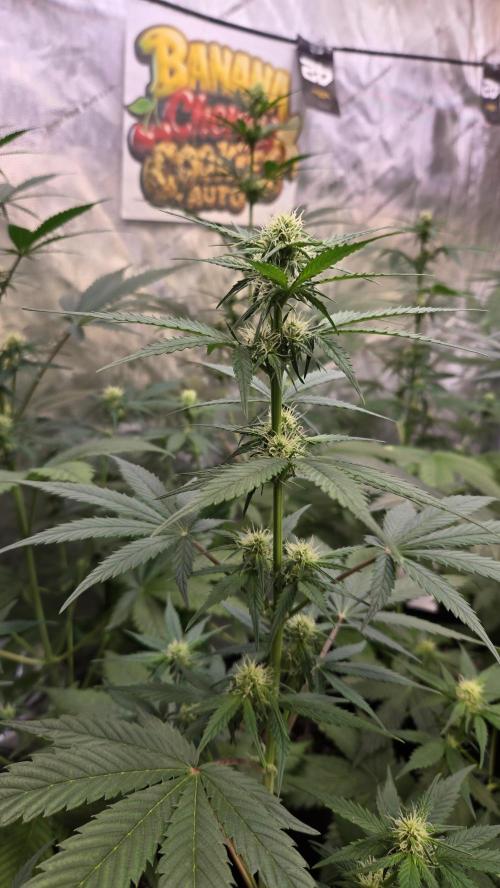 BananaCherryCookiesAuto. Week 5
