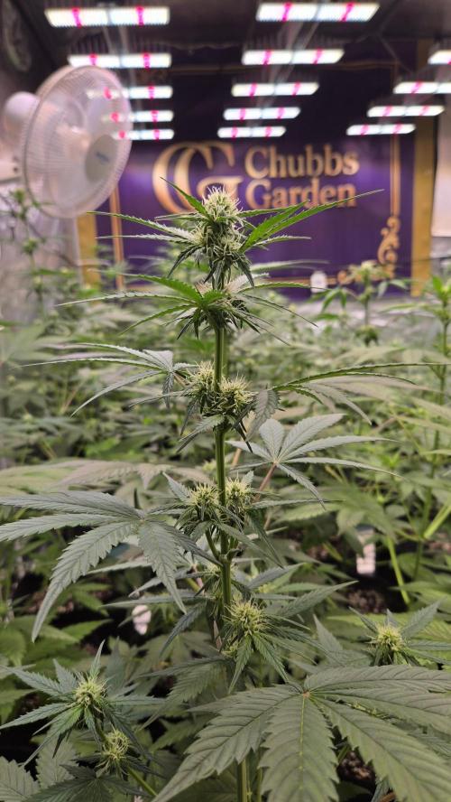 BananaCherryCookiesAuto. Week 5