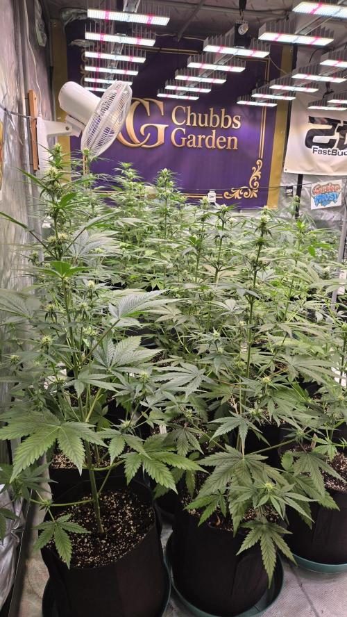 BananaCherryCookiesAuto. Week 5