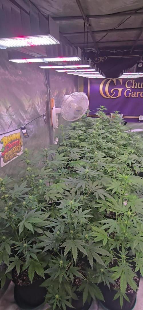 BananaCherryCookiesAuto
