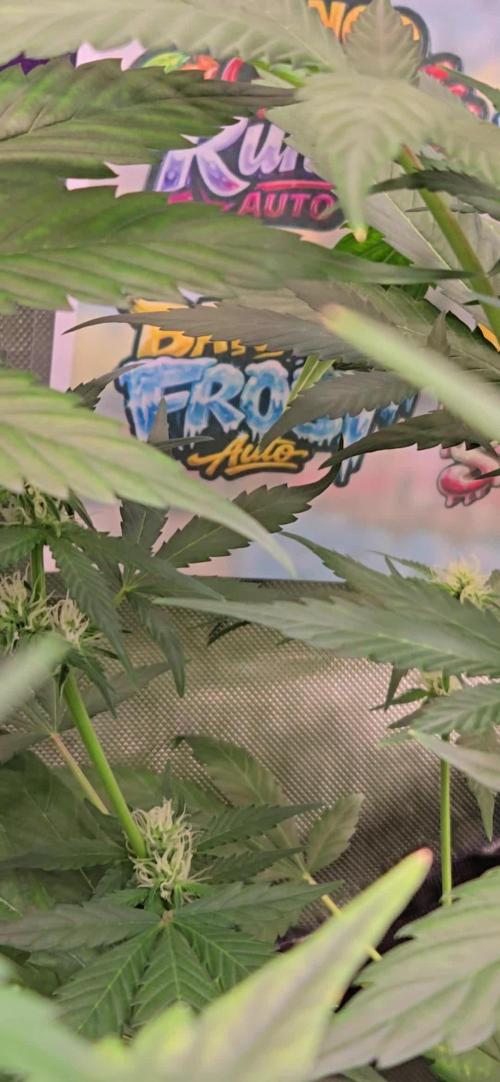 BananaFrostAuto
