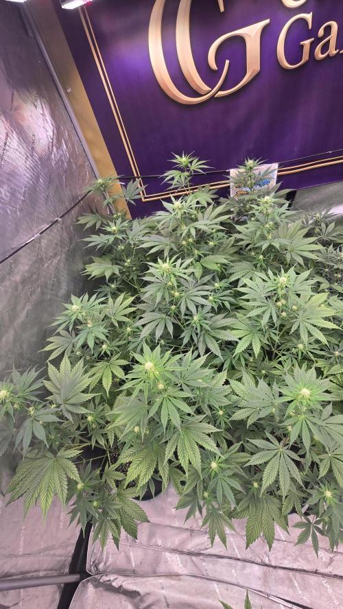 BananaFrostAuto. Week 5