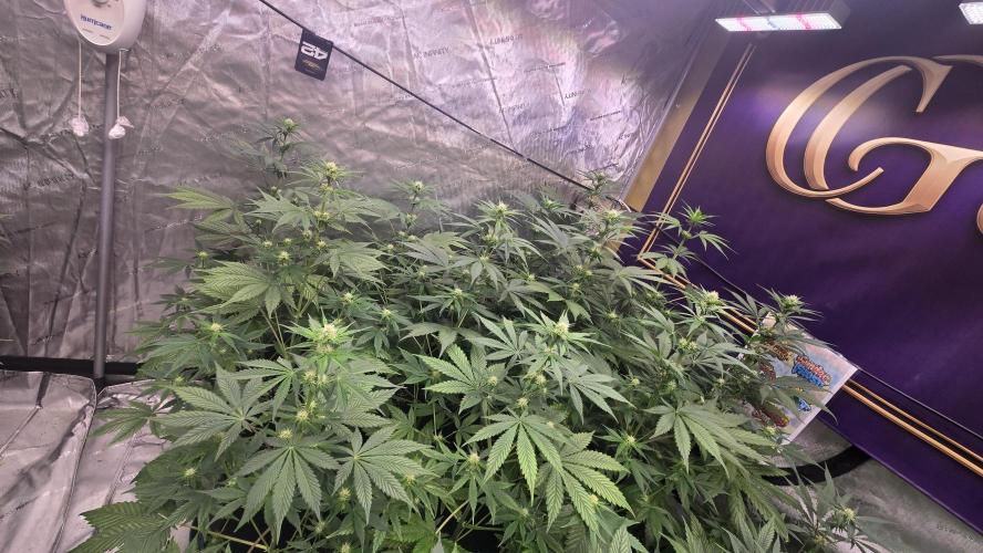 BananaFrostAuto. Week 5