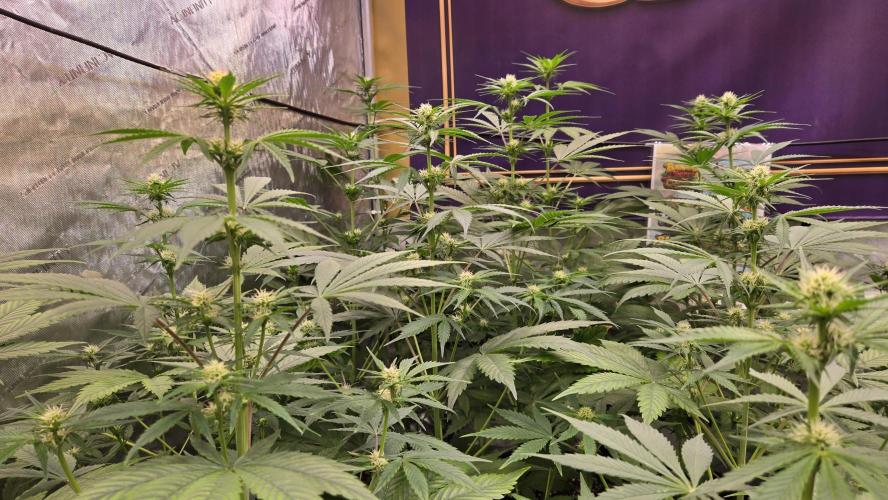 BananaFrostAuto. Week 5