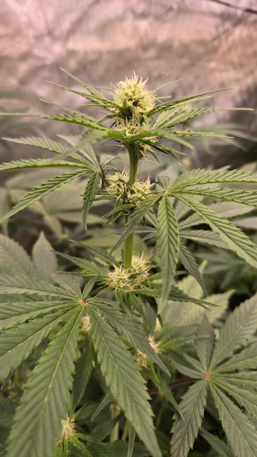 BananaFrostAuto. Week 5