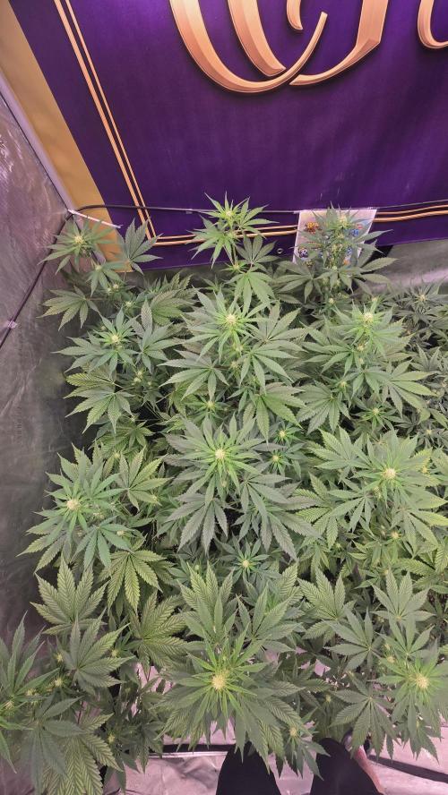 BananaFrostAuto. Week 5