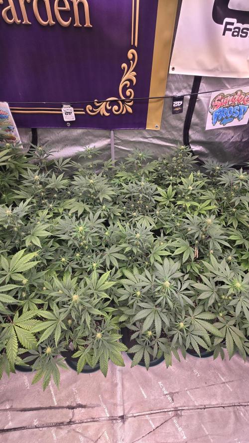 Sundae Frost Auto. Week 5
