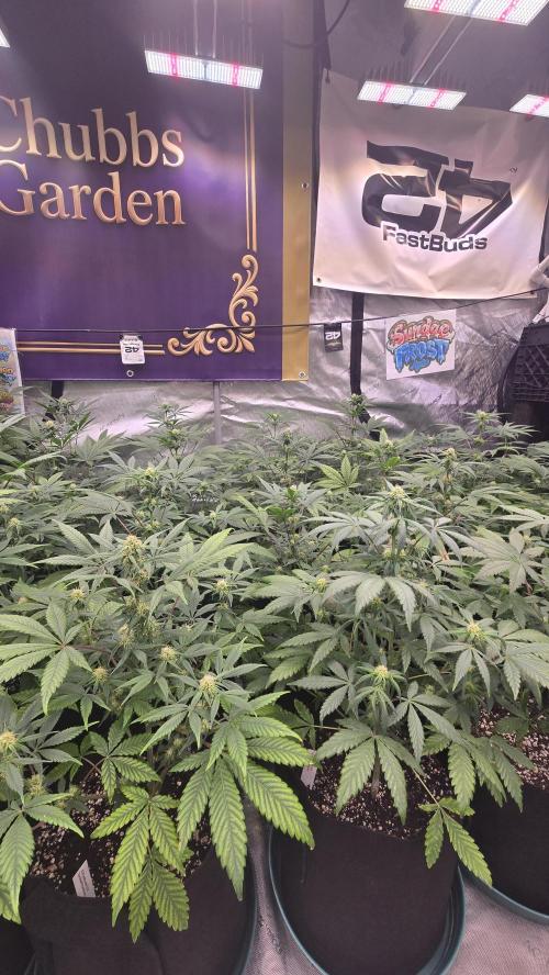Sundae Frost Auto. Week 5