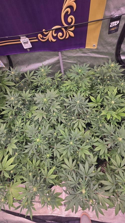 Sundae Frost Auto. Week 5