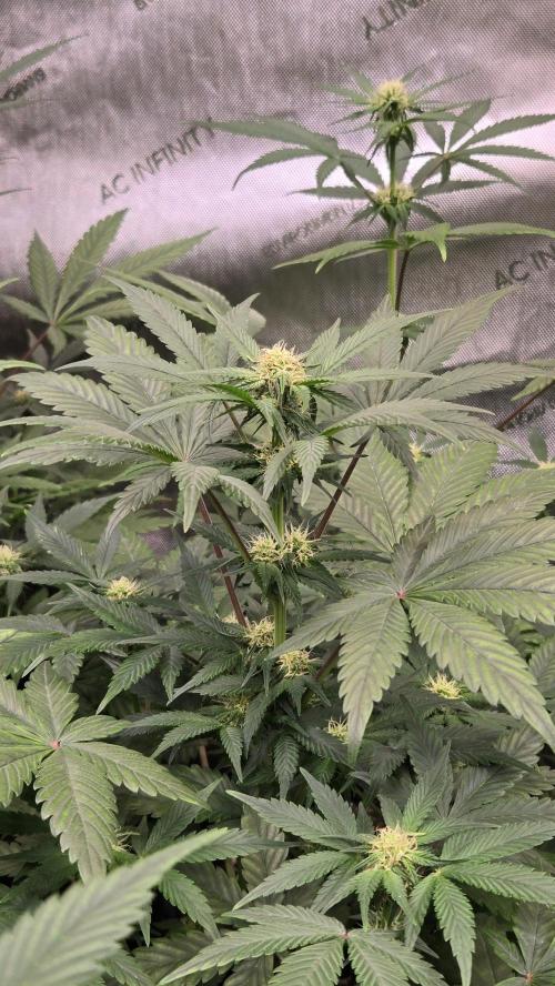 Sundae Frost Auto. Week 5
