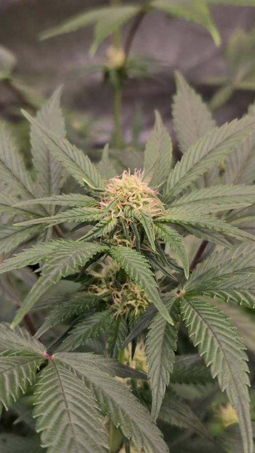 Sundae Frost Auto. Week 5