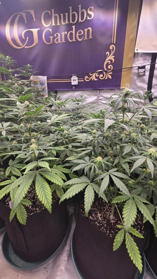 Sundae Frost Auto. Week 5
