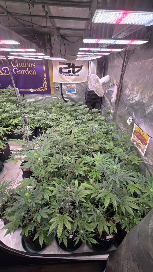 Sundae Frost Auto. Week 5