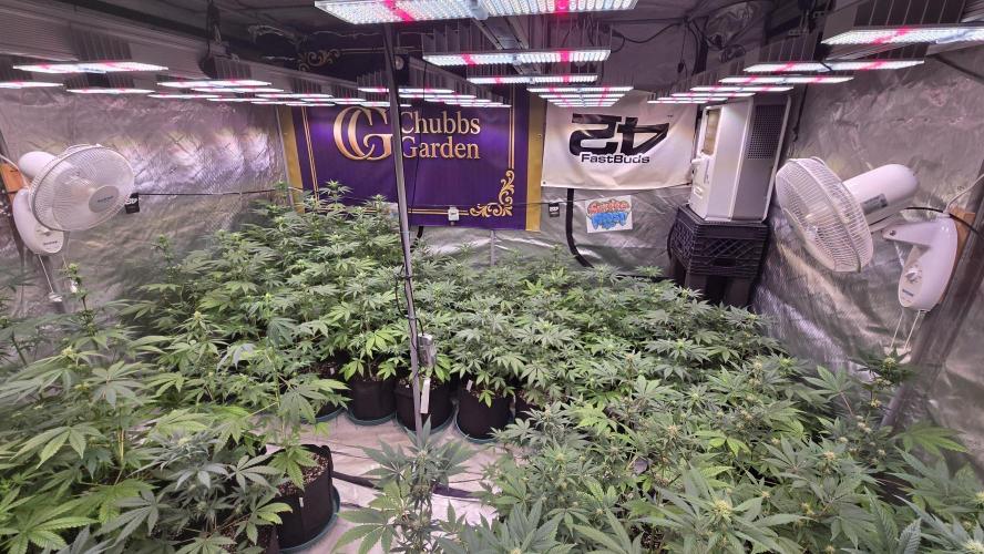 Sundae Frost Auto. Week 5