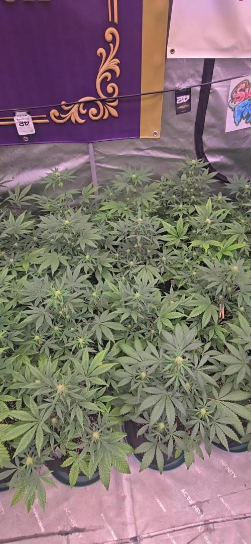 Sundae Frost Auto
