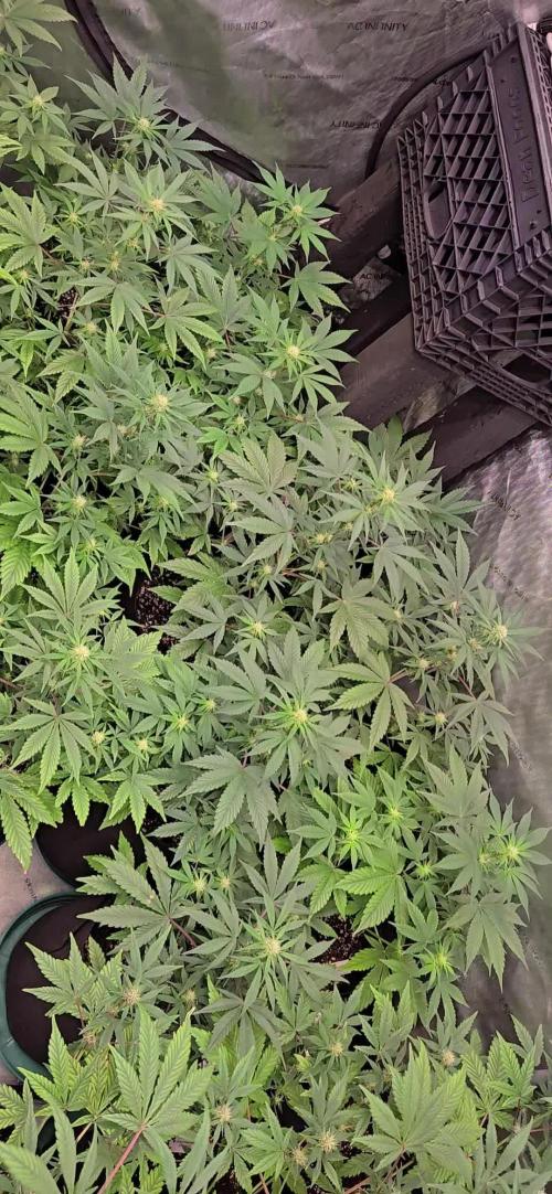 MangoFrostAuto