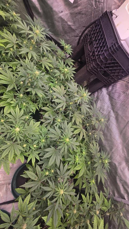 MangoFrostAuto. Week 5