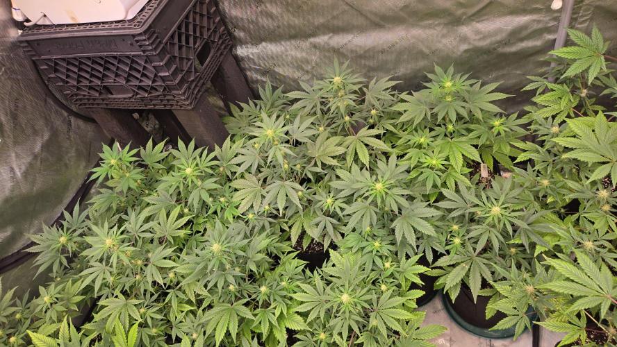 MangoFrostAuto. Week 5