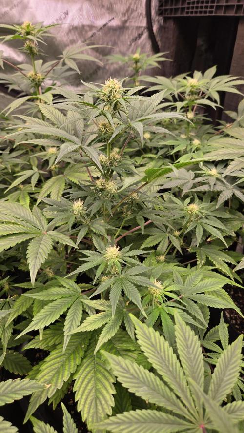 MangoFrostAuto. Week 5