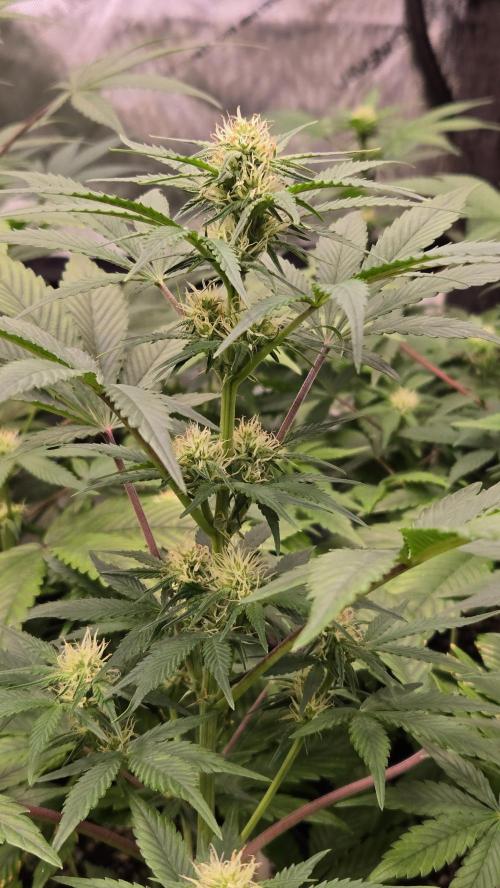 MangoFrostAuto. Week 5