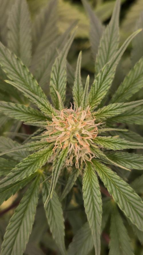 MangoFrostAuto. Week 5