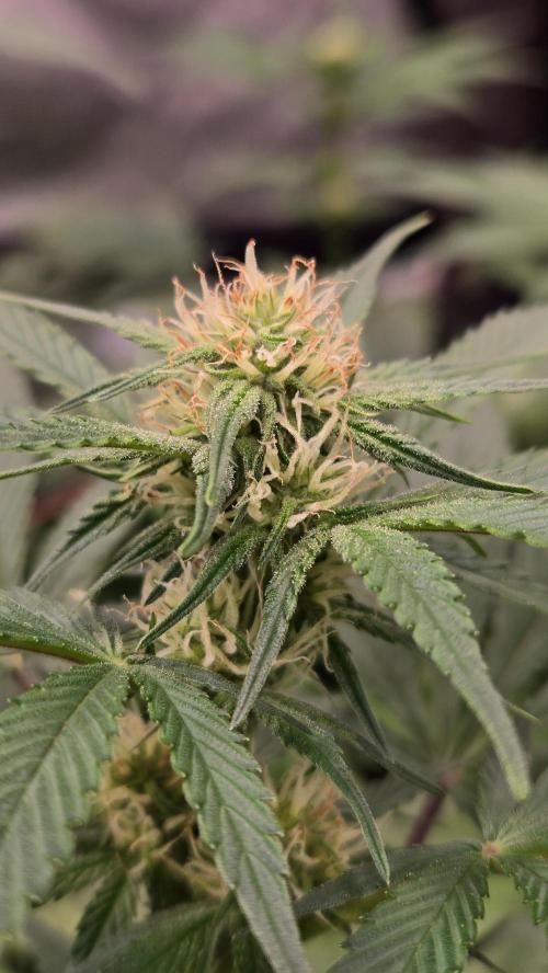 MangoFrostAuto. Week 5