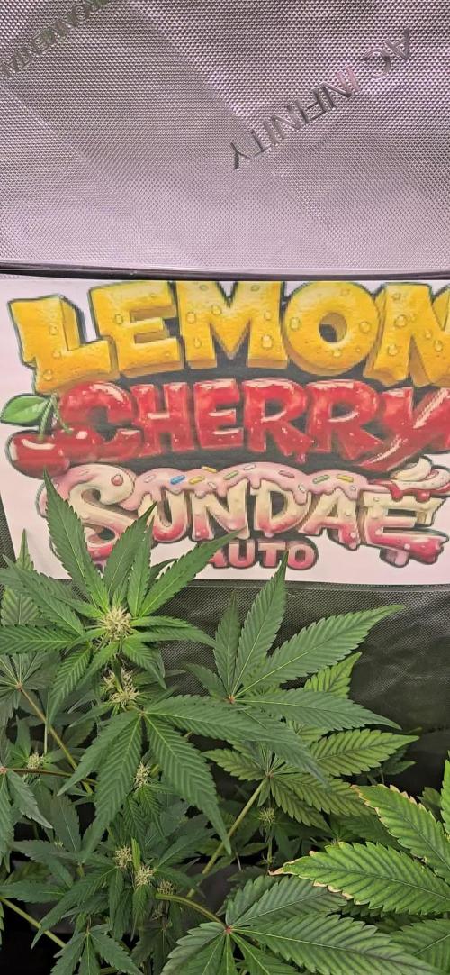 LemonCherrySundaeAuto