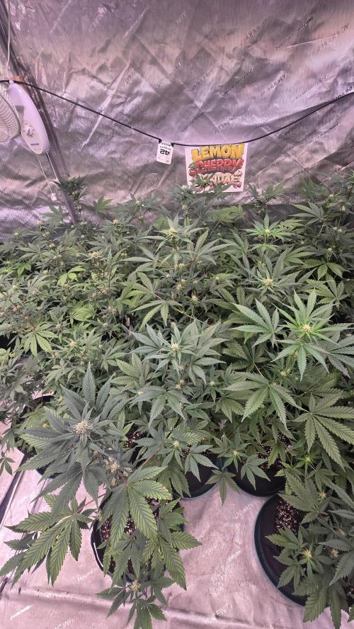 LemonCherrySundaeAuto. Week 5
