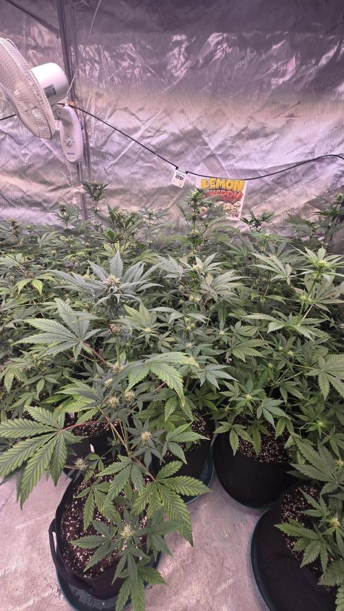 LemonCherrySundaeAuto. Week 5
