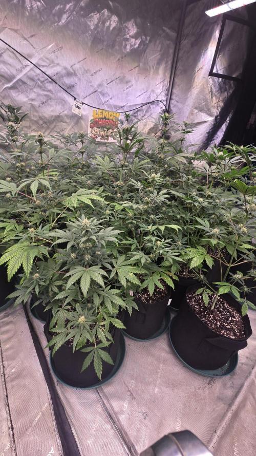 LemonCherrySundaeAuto. Week 5