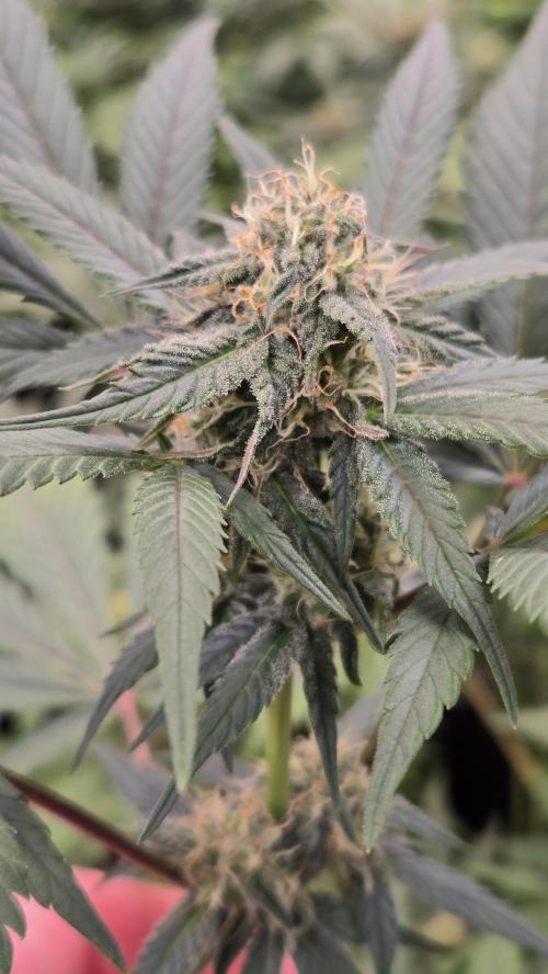 LemonCherrySundaeAuto. Week 5