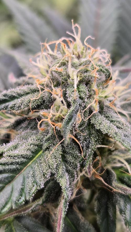 LemonCherrySundaeAuto. Week 5