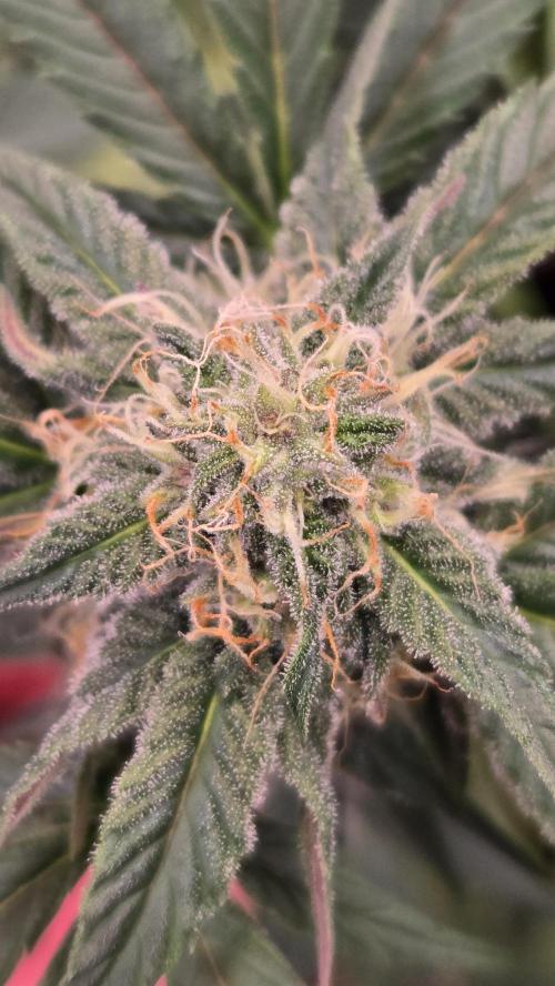 Lemon Cherry Sundae Auto. Week 5