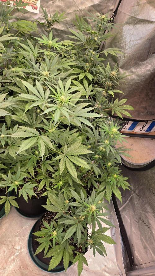 MangoCherryRuntzAuto. Week 5