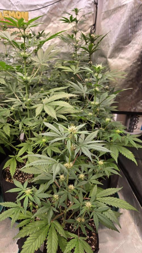 MangoCherryRuntzAuto. Week 5