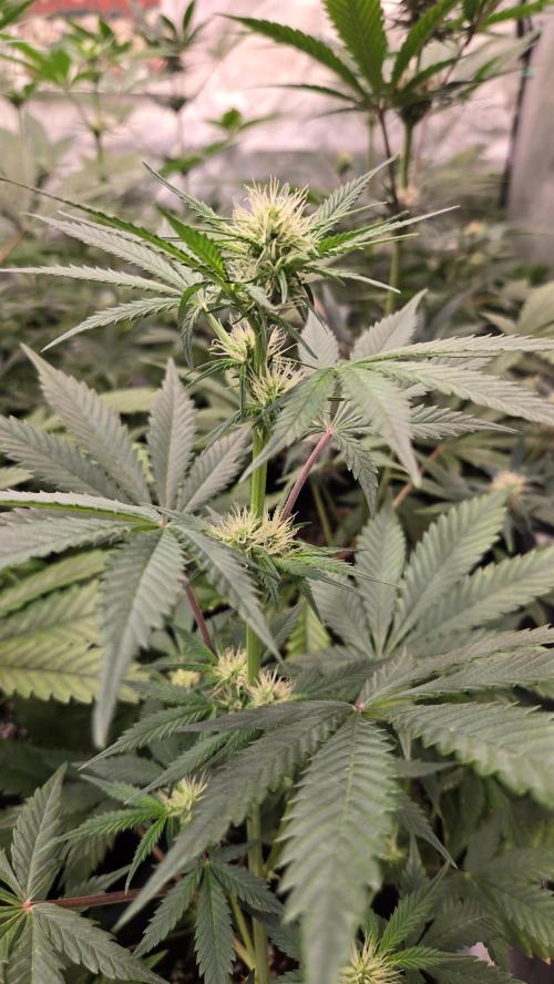 MangoCherryRuntzAuto. Week 5