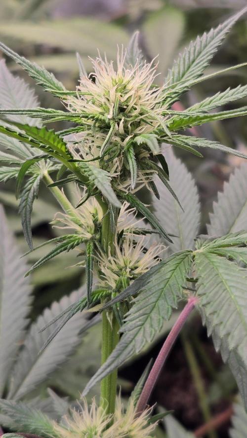 MangoCherryRuntzAuto. Week 5