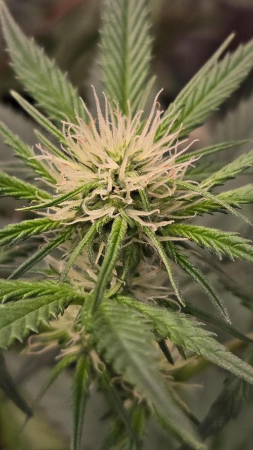 MangoCherryRuntzAuto. Week 5