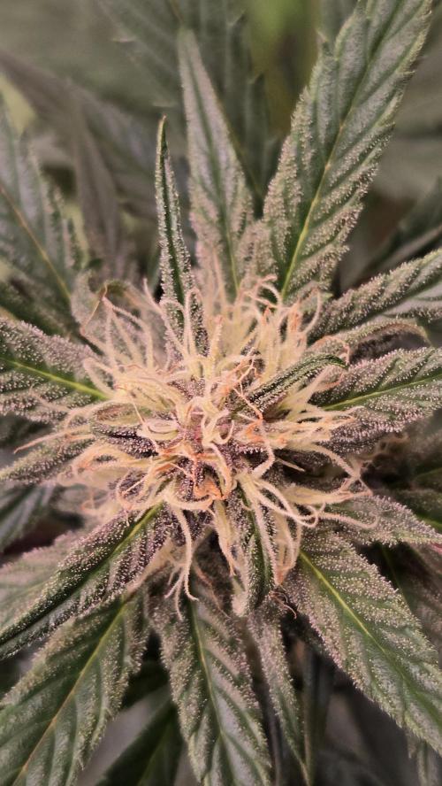 MangoCherryRuntzAuto. Week 5