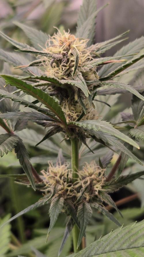 MangoCherryRuntzAuto. Week 5