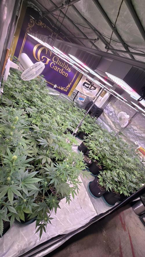 Mango Cherry Runtz Auto. Week 5