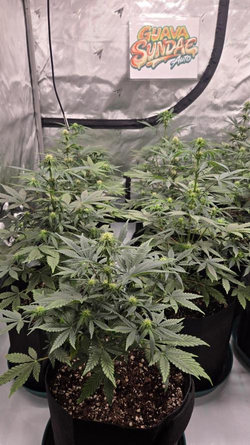GuavaSundae Auto. Week 5