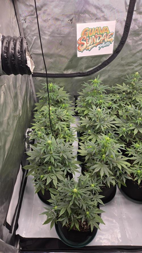 GuavaSundae Auto. Week 5