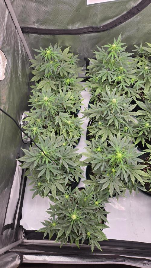 GuavaSundae Auto. Week 5