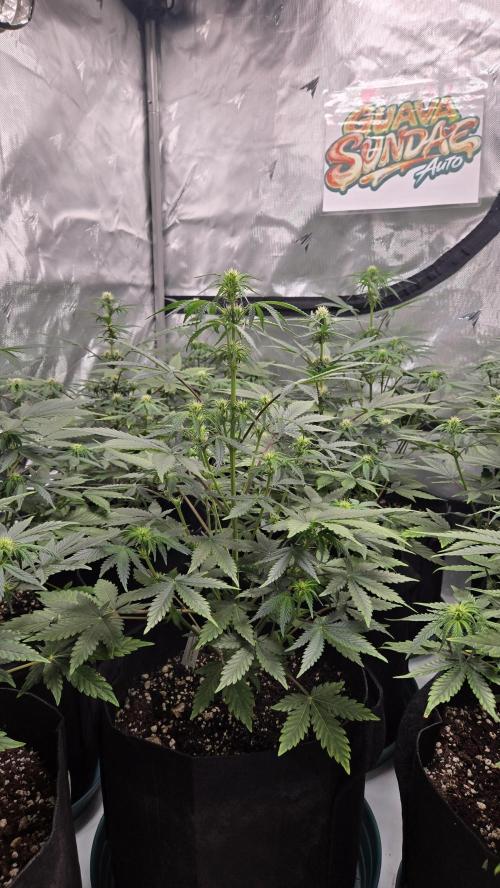 GuavaSundae Auto. Week 5