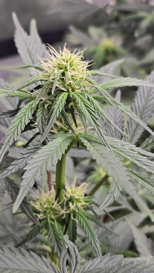 GuavaSundae Auto. Week 5