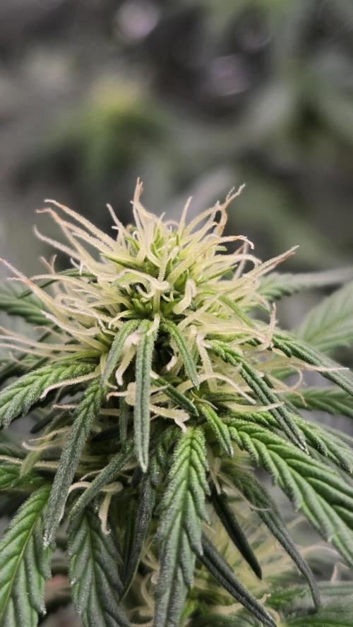 GuavaSundae Auto. Week 5